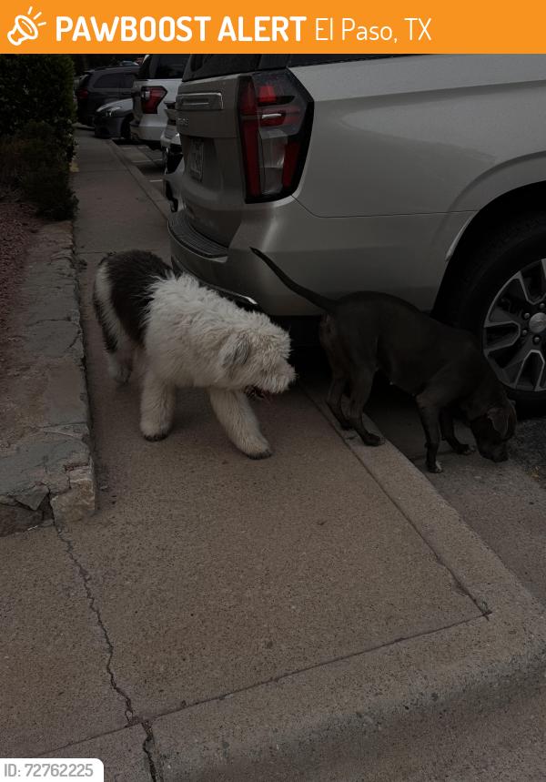 Found/Stray Unknown Dog last seen Citadel apmts, El Paso, TX 79925
