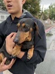 Found/Stray Male Dog last seen Senter Rd & Phelan Ave, San Jose, CA 95112