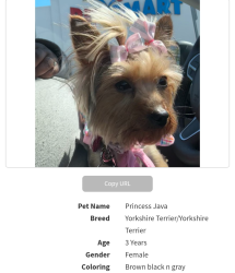 Lost Female Dog last seen Cadillac, Vandyke , Warren, MI 48089