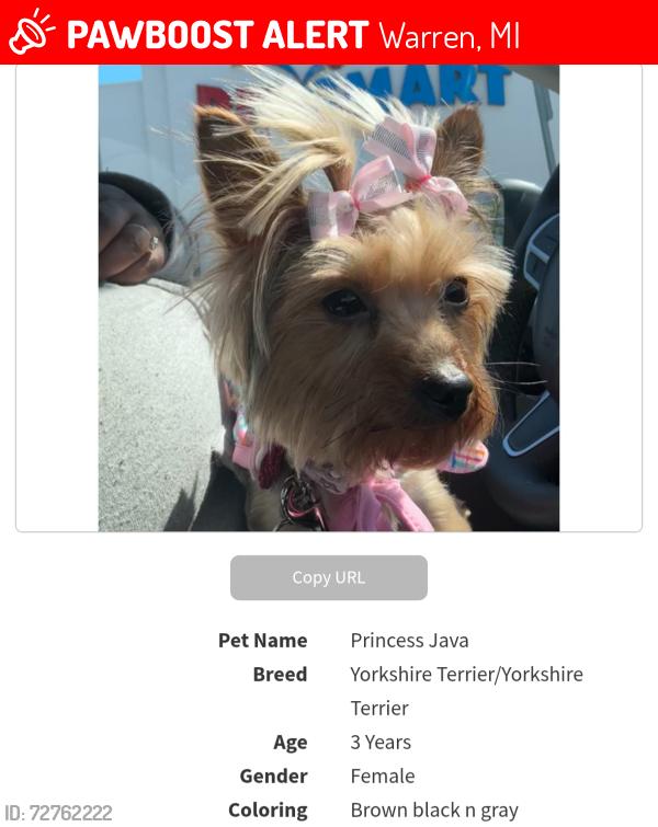 Lost Female Dog last seen Cadillac, Vandyke , Warren, MI 48089