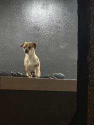 Lost Unknown Dog last seen Lemon Groove, Lemon Grove, CA 91945