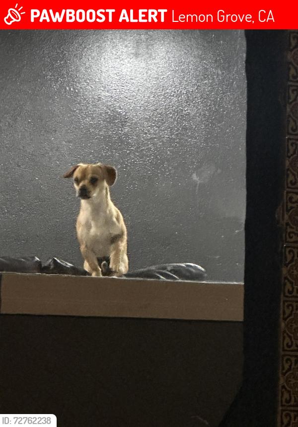 Lost Unknown Dog last seen Lemon Groove, Lemon Grove, CA 91945