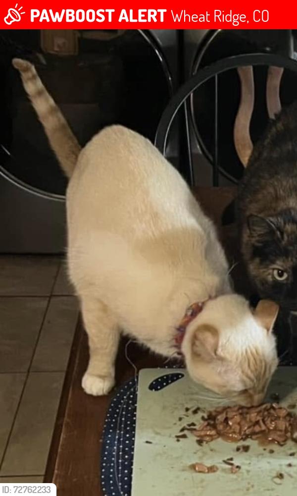 Lost Male Cat last seen Pierce and 47th ave, Wheat Ridge, CO 80033