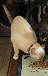 Lost Male Cat last seen Pierce and 47th ave, Wheat Ridge, CO 80033