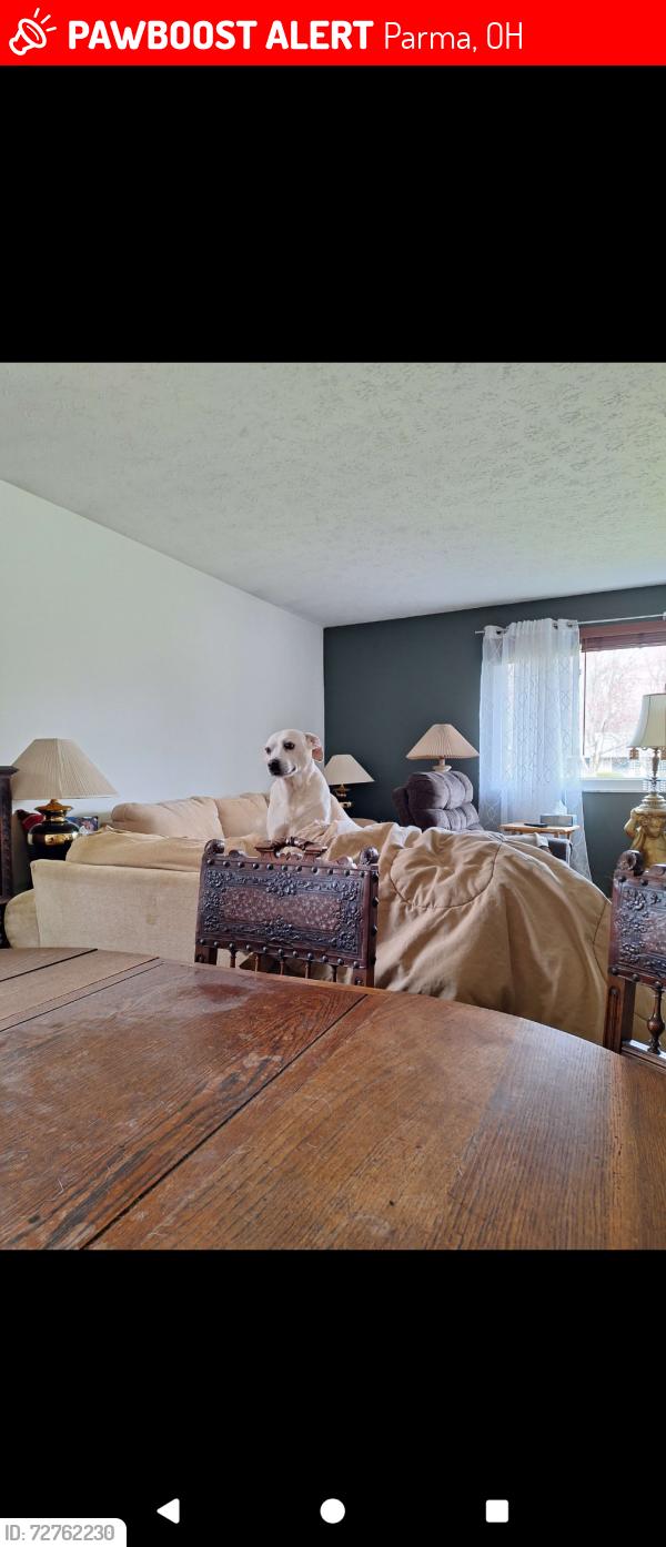 Lost Female Dog last seen Ridge road, West pleasant valley, Lakeview dr, Parma, OH 44129