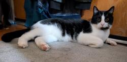 Lost Male Cat last seen Furman Blvd & Stanton Blvd, Louisville, KY 40220