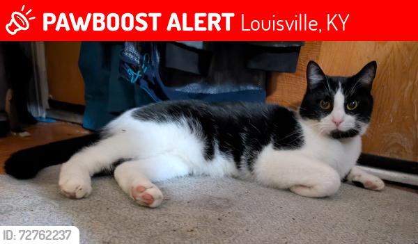 Lost Male Cat last seen Furman Blvd & Stanton Blvd, Louisville, KY 40220