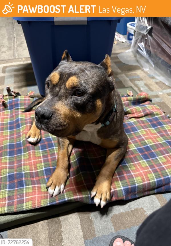 Found/Stray Female Dog last seen Hollywood, Las Vegas, NV 89110