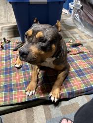 Found/Stray Female Dog last seen Hollywood, Las Vegas, NV 89110