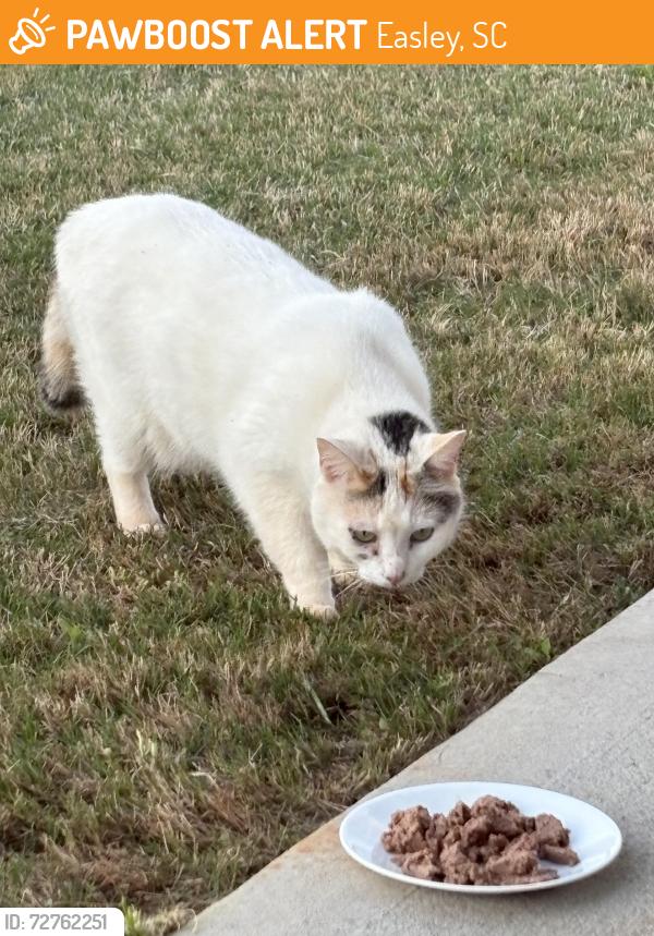 Found/Stray Unknown Cat last seen Terri Acres , Easley, SC 29642