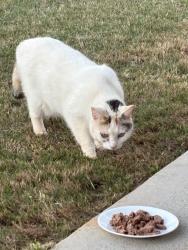 Found/Stray Unknown Cat last seen Terri Acres , Easley, SC 29642