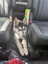 Found/Stray Unknown Dog last seen Restoration Hardware Outlet Stafford, Houston, TX 77018