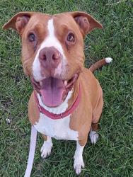 Shelter Stray Female Dog last seen Near BLOCK SW 48 AV, WEST PARK FL 33023, Davie, FL 33312