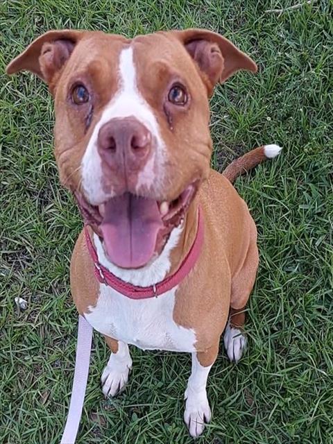 Shelter Stray Female Dog last seen Near BLOCK SW 48 AV, WEST PARK FL 33023, Davie, FL 33312