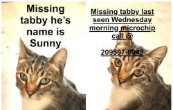 Lost Male Cat last seen Rotten Ave , Modesto, CA 95356