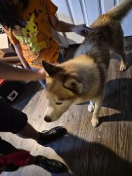 Found/Stray Male Dog last seen Landing avenue and observation drive, San Antonio, TX 78227