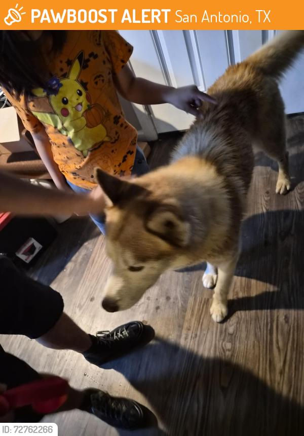 Found/Stray Male Dog last seen Landing avenue and observation drive, San Antonio, TX 78227