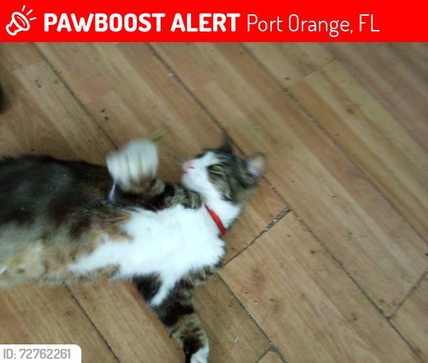 Lost Male Cat last seen Atlantic High School, Port Orange, Florida, Port Orange, FL 32129