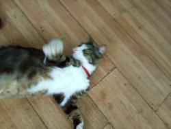Lost Male Cat last seen Atlantic High School, Port Orange, Florida, Port Orange, FL 32129