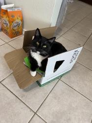 Lost Male Cat last seen Near 66th ave NE Tacoma, Tacoma, WA 98422