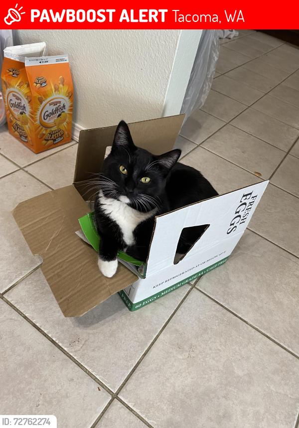 Lost Male Cat last seen Near 66th ave NE Tacoma, Tacoma, WA 98422