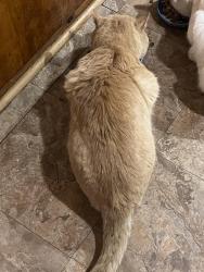 Lost Male Cat last seen Hillcrest st, Colonial Baptist Church Blue Ridge Va, Blue Ridge, VA 24064