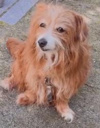 Lost Female Dog last seen Germantown and seymour, Philadelphia, PA 19144