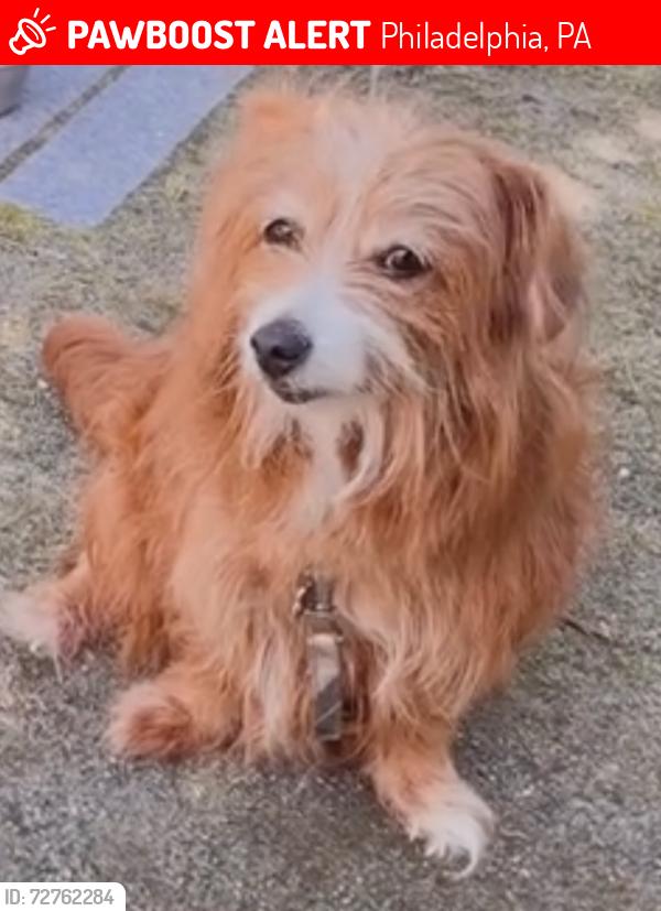Lost Female Dog last seen Germantown and seymour, Philadelphia, PA 19144