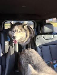 Found/Stray Male Dog last seen Willow bend blvd , Fort Walton Beach, FL 32547