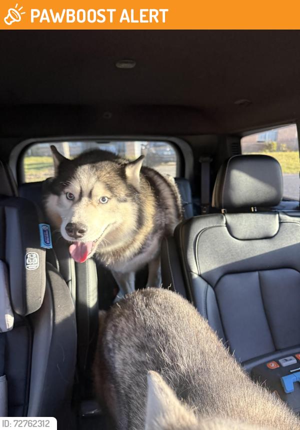 Found/Stray Male Dog last seen Willow bend blvd , Fort Walton Beach, FL 32547