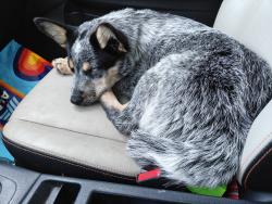 Found/Stray Female Dog last seen 31st Street Tulsa ok, Tulsa, OK 74129
