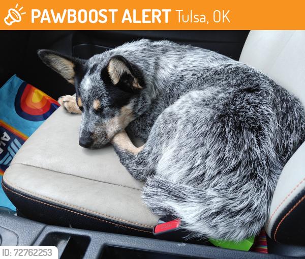 Found/Stray Female Dog last seen 31st Street Tulsa ok, Tulsa, OK 74129