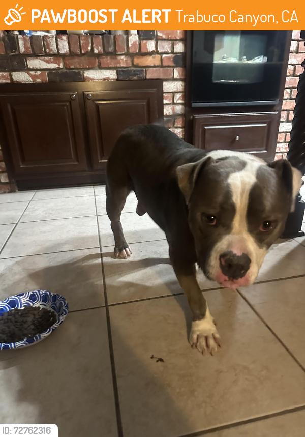 Found/Stray Male Dog last seen Trabuco Canyon, Trabuco Canyon, CA 92688
