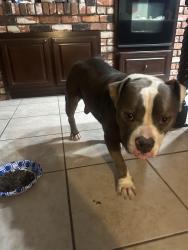 Found/Stray Male Dog last seen Trabuco Canyon, Trabuco Canyon, CA 92688