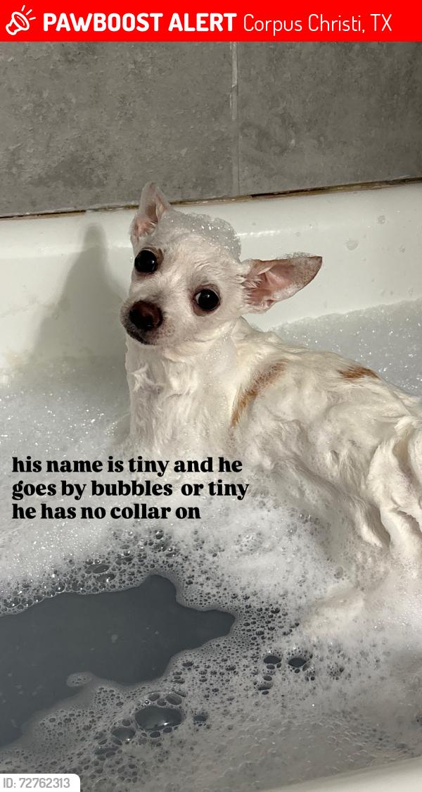 Lost Male Dog last seen Everhart or Mc ardle, Corpus Christi, TX 78411