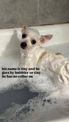 Lost Male Dog last seen Everhart or Mc ardle, Corpus Christi, TX 78411