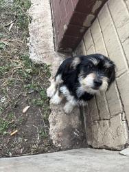 Found/Stray Female Dog last seen Quick stuff store and Jack in box , San Antonio, TX 78227