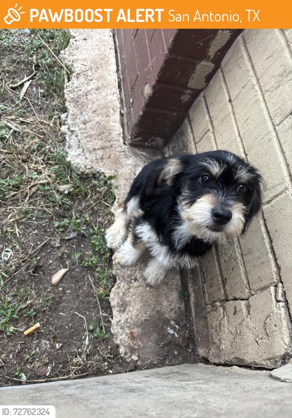 Found/Stray Female Dog last seen Quick stuff store and Jack in box , San Antonio, TX 78227