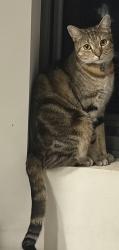 Lost Female Cat last seen Sevier Ave, Rhodes, NSW 2138