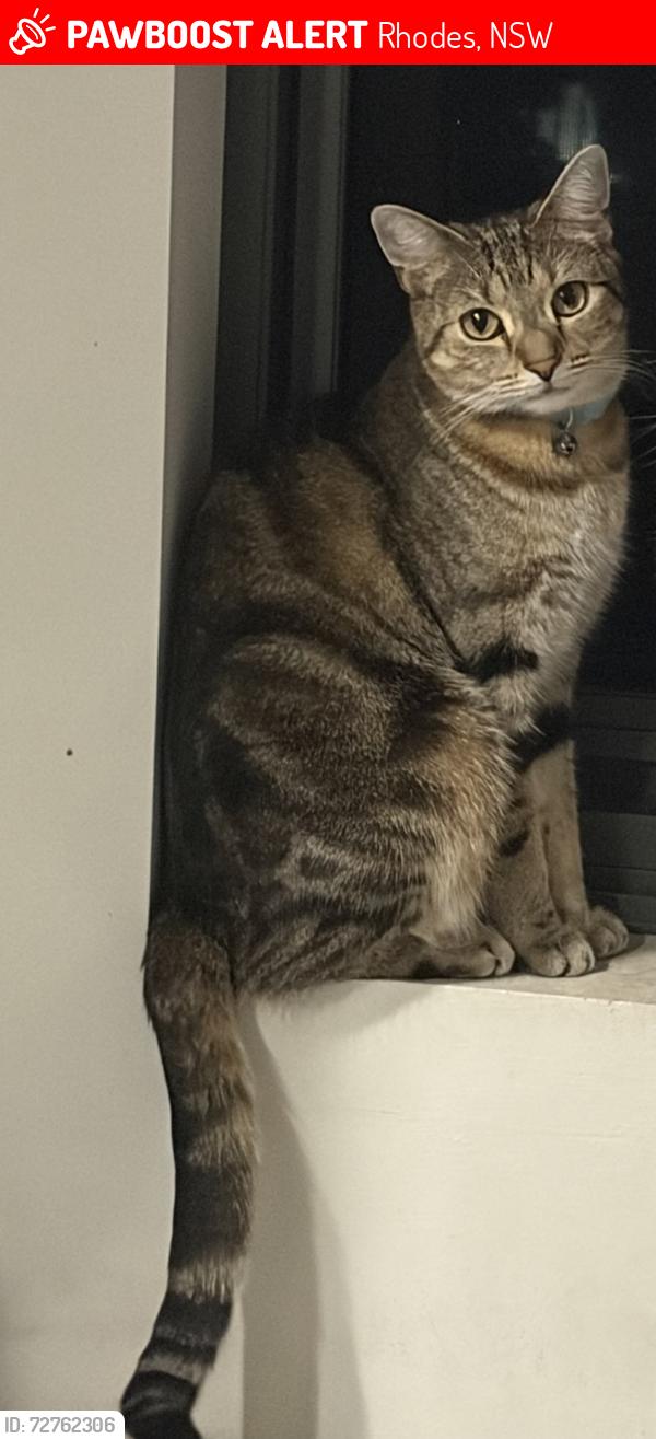 Lost Female Cat last seen Sevier Ave, Rhodes, NSW 2138