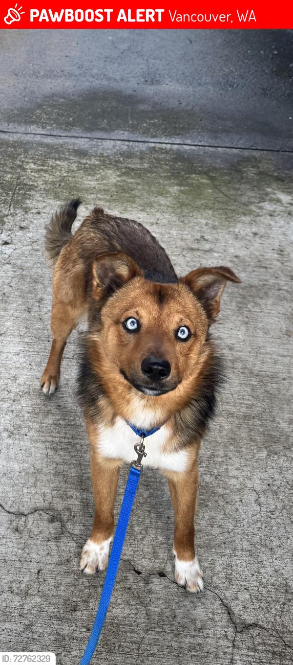 Lost Male Dog last seen NE 47th St, Vancouver, WA 98661