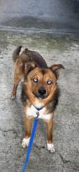Lost Male Dog last seen NE 47th St, Vancouver, WA 98661