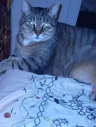 Lost Male Cat last seen Line Rd Cameron NC , Harnett County, NC 28326
