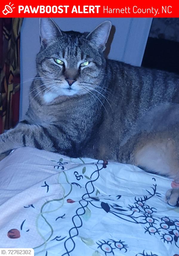 Lost Male Cat last seen Line Rd Cameron NC , Harnett County, NC 28326