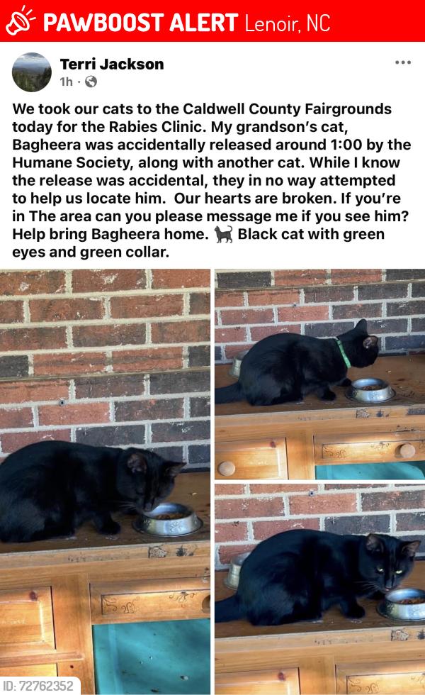 Lost Male Cat last seen Caldwell County Fairgrounds , Lenoir, NC 28645