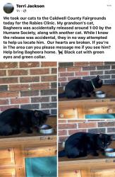Lost Male Cat last seen Caldwell County Fairgrounds , Lenoir, NC 28645
