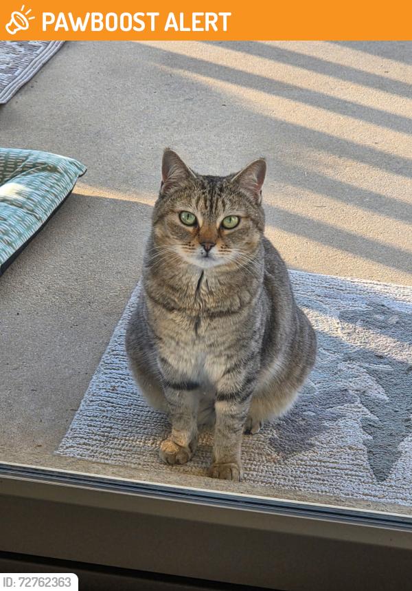 Found/Stray Unknown Cat last seen Chapel Road, L Ave, Lexington County, SC 29172