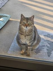 Found/Stray Unknown Cat last seen Chapel Road, L Ave, Lexington County, SC 29172