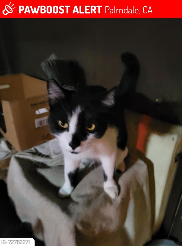 Lost Male Cat last seen 161st Street East - Starbury - East Ave Q - East Palmdale Avenue, Palmdale, CA 93591