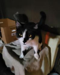 Lost Male Cat last seen 161st Street East - Starbury - East Ave Q - East Palmdale Avenue, Palmdale, CA 93591